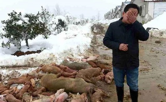 大雪壓垮鋼結構廠房